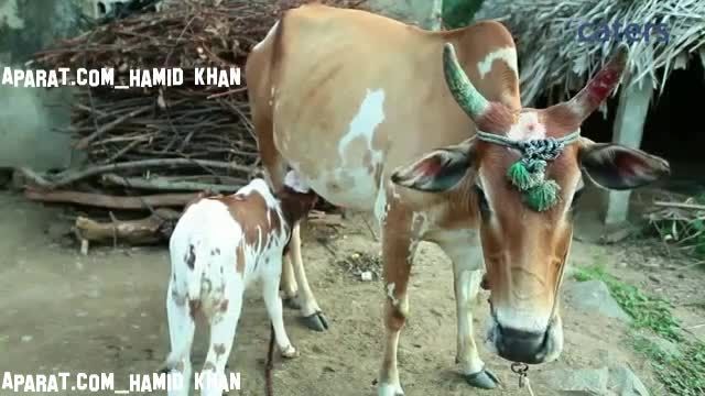 پرستیدن گوساله سه چشم در هندوستان