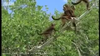 شکار میمون توسط باسیلوزورس-وال ماقبل تاریخ