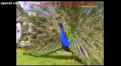 پرواز طاووس رو دیدی؟؟خیلی زیبا نبینی از دستت رفته