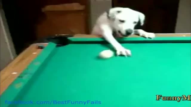 سگی كه بیلیارد بازی میكنه!!!