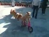 دوچرخه سواری سگ ها