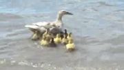 آموزش شنا به جوجه اردک ها