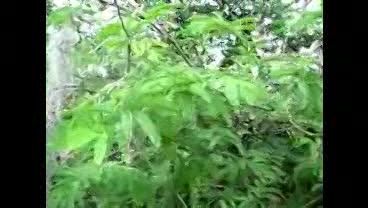 درخت عجیب تمبر هندی