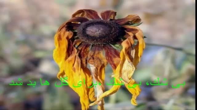 از کوچه ی ما بهار آمد رد شد!