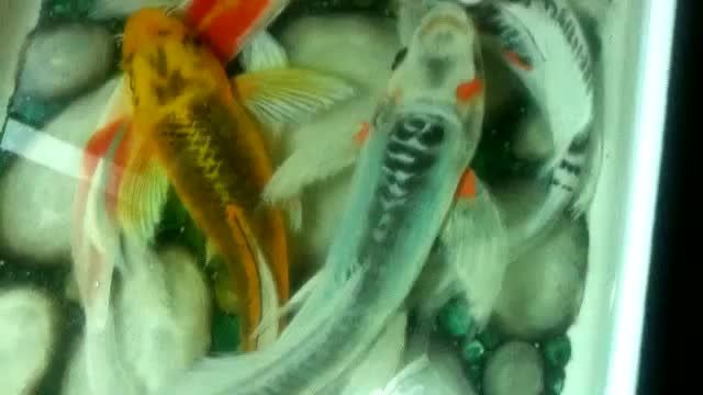 نقاشی ماهی سه بعدی با رزین