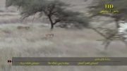 یوزپلنگ و شکار شترمرغ