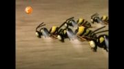 انیمیشن پرواز زنبورها