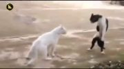 گربه ی کاراته کار خیلی جالبه