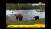 زندگی خرس ها با گزارش فارسی