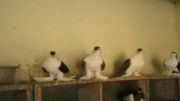 کبوتر های بسیار زیبای پلاس