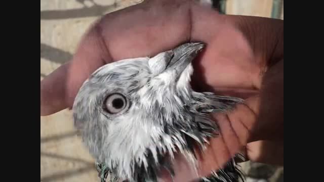 انالیز کبوتر تیپلر