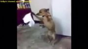 رقص سگ