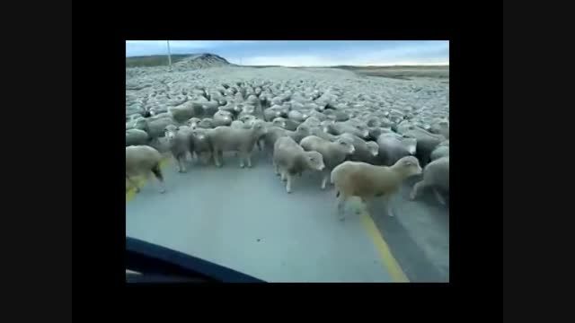 یگ گله گوسفند بزرگ $محمودتبار