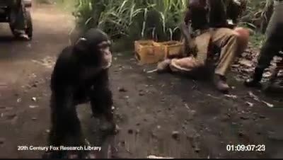 عاقبت دادن اسلحه به میمون