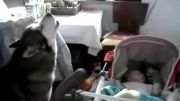کلیپ فوق العاده دیدنی از خوابوندن نوزاد توسط یه سگ !!