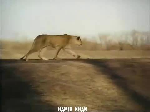 حمله به اسب توسط شیر نر- جدا شده از یک فیلم