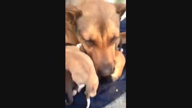 اشکهای سگ بعد از نجات جان بچه هایش