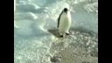 افتادن پنگوئن توو یخ آب...( کمه اما جالبه )
