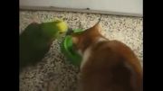 طوطیه بی ادب و کتک خوردن توسط گربه