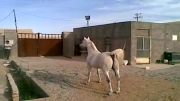 اسب عرب(منیر الزبیر)