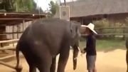 psyآهنگpsyو رقص فیلهای باهوش