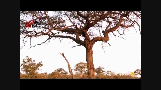 ویدئویی دیدنی از شکار جغد توسط پلنگ