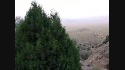 گزارش جنگل های ارس باجگان - شهرستان بافق