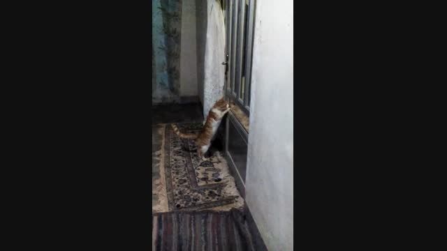 گربه  باهوشی که در خراسان شمالی یاد گرفته در را باز کند