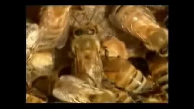 فرآیند ساخت عسل