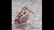رقص جالب پرنده