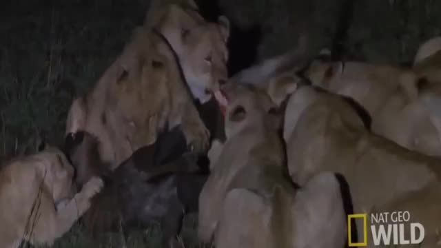 حمله شیر های وحشی