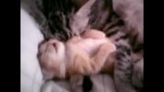 گربه مادر بچه اش را بغل میكند!