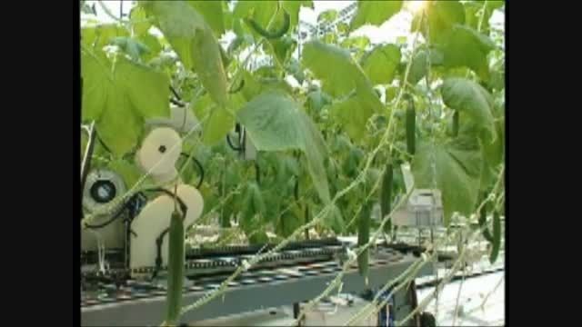 Cucumber harvesting robot