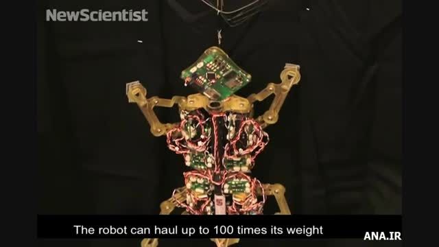 مینی رباتی که 100 برابر وزنش بار می برد