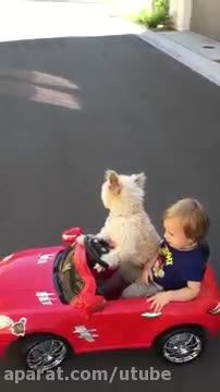 سگ درایوهای پسر کوچک در ماشین