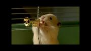 ارکستر سمفونیک موشها