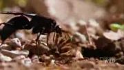 شكار روتیل توسط زنبور زمرد
