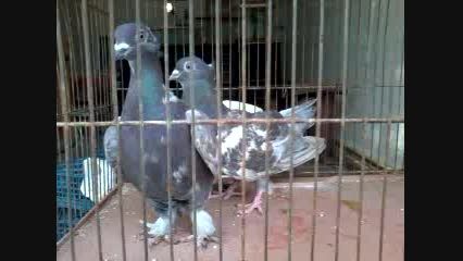 کبوتر های من