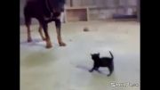 شجاع ترین گربه جهان
