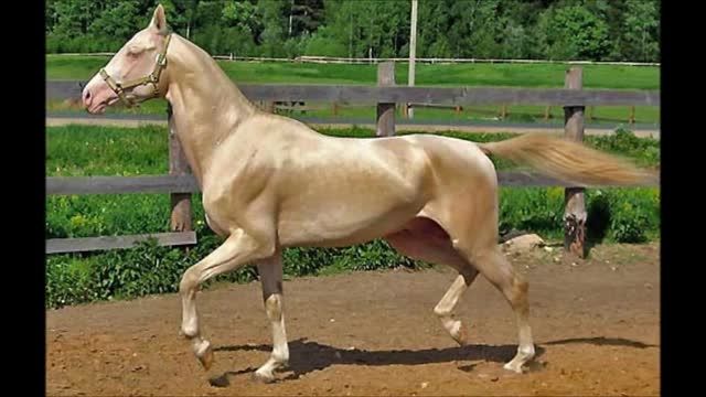 زیبا ترین اسب های دنیا^_^