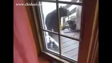 دفاع گربه از صاحبخانه در برابر حمله خرس
