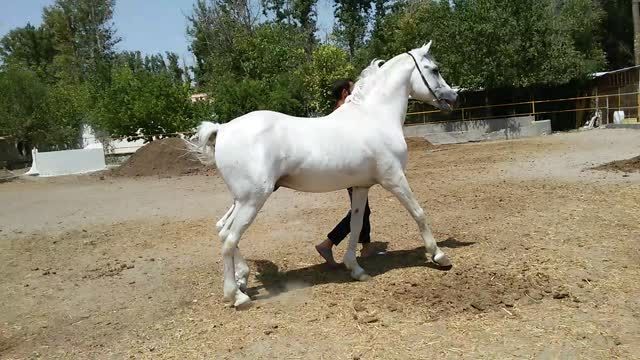 سیلمی عرب خالص ایرانی دوران 1