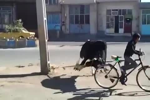 حمله گاو به دوچرخه سوار