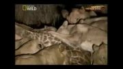 شكار شبانه زرافه توسط شیرها