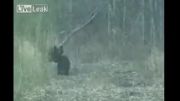 جنگ خرس قهوه ای با گراز  غولپیکران در سیبری (جدید )