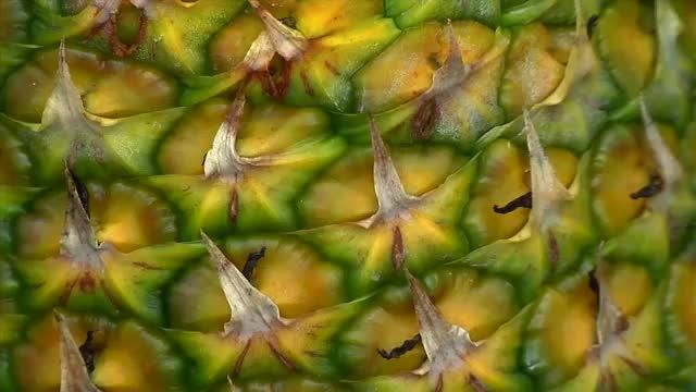 کاشت صنعتی آناناس
