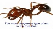 معرفی 5 راسته خطرناک حشرات برای انسان (از لحاظ کشندگی)