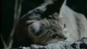 گربه شنی ، گربه بیابانهای ایران