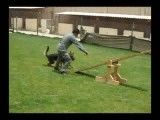 تربیت سگ گارد نگهبان پرش از حلقه