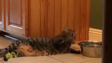 گربه ی بامزه در حال شیر خوردن روی ظرف